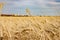 Wheat Field With Train Passing Grain Elevator