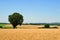 Wheat field and tree