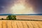 A wheat field with a tree at the end of the field and a picturesque stormy sky at sunset_