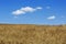 Wheat field, Tuscany, Italy