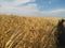 The Wheat field in Ukraine