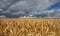 Wheat field under beautiful stormy sky.
