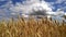 Wheat Field under blue sky in sunny summer day. Golden wheat field