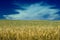 Wheat field under cloudy skies