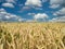 Wheat field under a partly cloudy sky