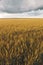 wheat field under sunset cloud sky