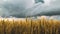 wheat field under sunset cloud sky