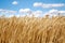 Wheat field under the white clouds on blue sky