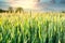 Wheat field, unripe green wheat field in late afternoon, beautiful landscape