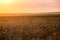 Wheat field, very beautiful sunset sky with feathery clouds