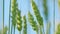 Wheat field. Wheat ears in light wind wear. Young green golden wheat gently blowing in wind. Low angle view.