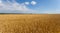 Wheat field wide scene