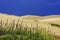 Wheat Field, Wildflowers and Blue Sky