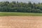 Wheat field with Windmill and forest in background. Storks far away.