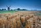 Wheat field and windmill, Groningen, Holland