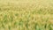 Wheat field in windy weather. Rye field. Soft focus, blurred background