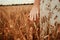 Wheat field woman hand. Young woman hand touching spikelets in cereal field. Agriculture harvest summer, food industry
