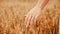 Wheat field woman hand. Young woman hand touching spikelets in cereal field. Agriculture harvest summer, food industry