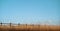 Wheat field with wooden fence and sky