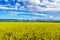 Wheat field in Xinjiang,China