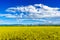 Wheat field in Xinjiang,China