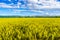 Wheat field in Xinjiang,China