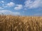 Wheat field yellow cereal agriculture straw