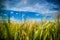 Wheat fields. Blue sky