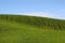 wheat fields and blue sky