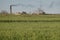 Wheat fields with brick kiln chimney in background