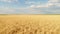 Wheat fields in early summer in western Nebraska