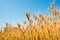 Wheat fields. Ears of golden wheat close up. Beautiful Nature Landscape.