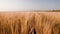 Wheat fields. Ears of golden wheat on the field on sunset. Wheat agriculture harvesting. Rich Harvest concept