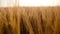 Wheat fields. Ears of golden wheat rows on the field on sunset. Wheat agriculture harvesting. Rich Harvest concept