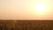 Wheat fields. Ears of golden wheat rows on the field on sunset. Wheat agriculture harvesting. Rich Harvest concept