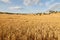 Wheat fields in the evening