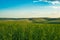 wheat fields, hills and sky seen from Palouse in Washington State