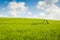 Wheat fields landscape