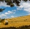 Wheat fields recently harvested in Tuscany