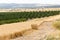 Wheat fields stack crop yard, Israel.