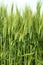 Wheat fields, Val d`Orcia, Tuscany