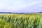 Wheat fields, Val d`Orcia, Tuscany