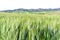 Wheat fields, Val d`Orcia, Tuscany