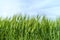 Wheat fields, Val d`Orcia, Tuscany