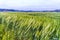 Wheat fields, Val d`Orcia, Tuscany