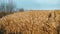 Wheat fields waved by the wind.