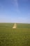 Wheat fields in yorkshire