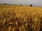 Wheat filed in golden hour