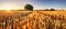 Wheat flied panorama with tree at sunset, rural countryside - Agriculture