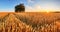 Wheat flied panorama with tree at sunset, rural countryside - Agriculture